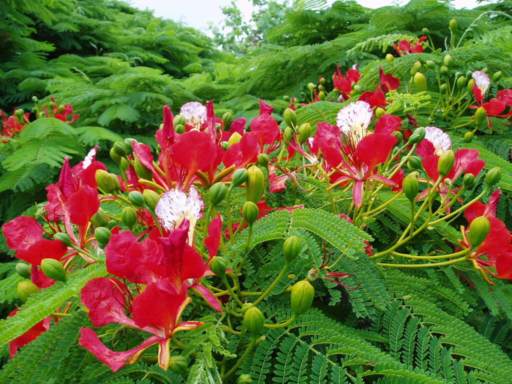 Poinciana Cottages Burnt Pine Buitenkant foto